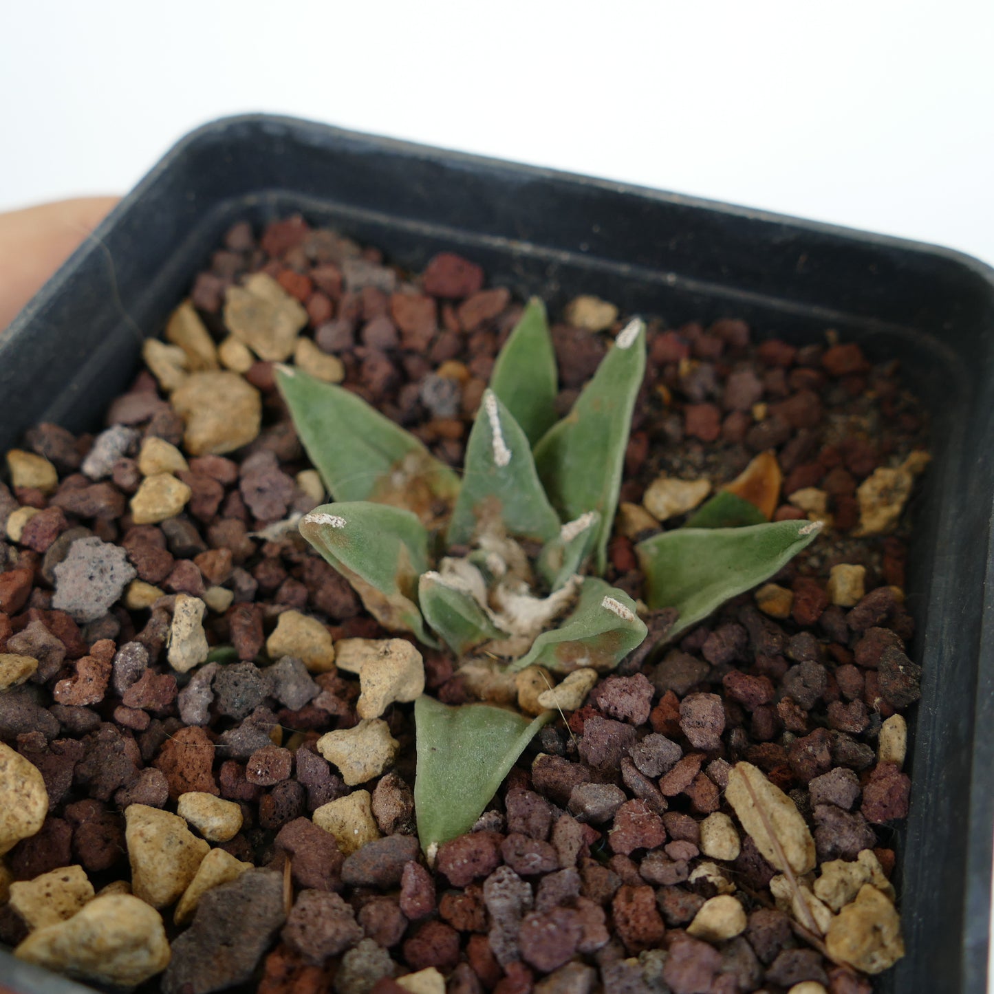 Ariocarpus retusus cv PECTINATUS x Ariocarpus retusus “LONGIFOLIUS” rare succulent cactus with triangular green leaves and white areoles