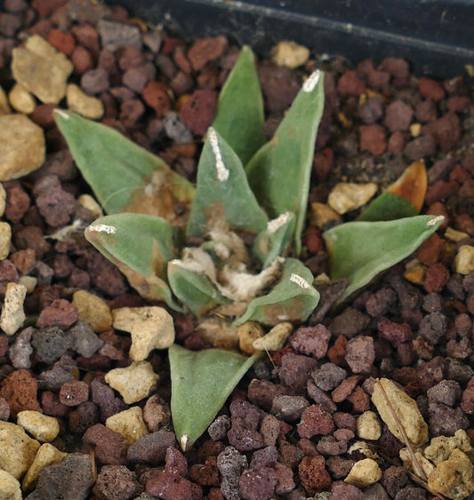 Ariocarpus retusus cv PECTINATUS x Ariocarpus retusus “LONGIFOLIUS” rare succulent cactus with thick green triangular leaves and white tips