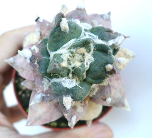 Close-up of Ariocarpus retusus cv. Trifinger variegated showing its fleshy textured tubercles with cream and pink variegation and dense wool.