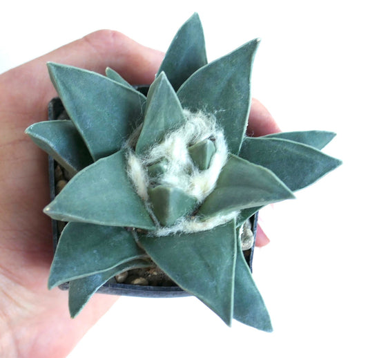 Ariocarpus retusus cv "Green Star" rare succulent cactus with thick triangular leaves and woolly center