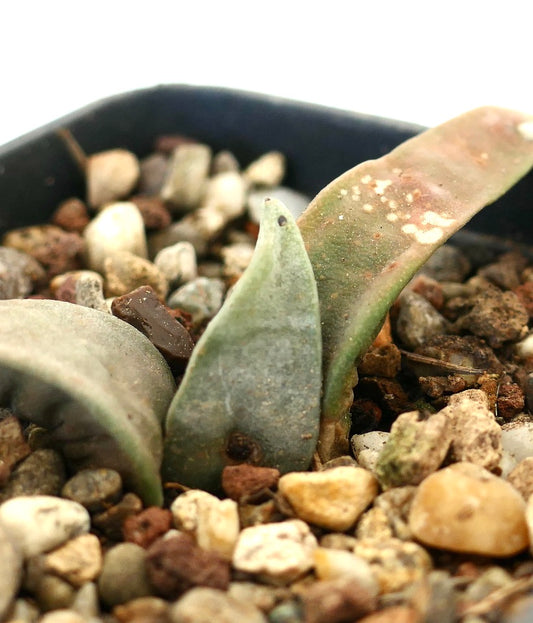 Ariocarpus retusus succulent cactus with thick, elongated green leaves and rough texture