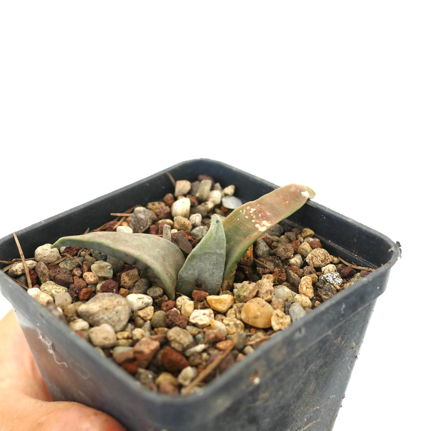 厚くて細長い灰緑色の葉を持つアリオカルプス・レトゥスス 多肉植物のサボテン、岩の多い土壌で育成