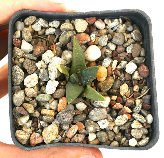 Ariocarpus retusus succulent cactus with thick green tuberous leaves in rocky soil