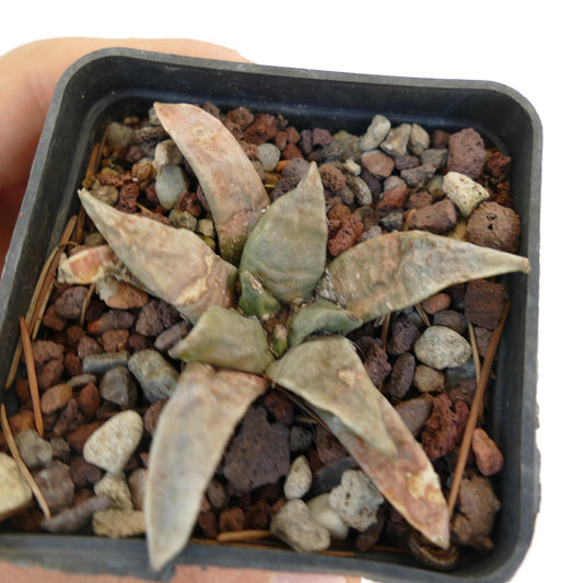 Ariocarpus retusus succulent cactus with elongated, wrinkled, pale green leaves in rocky soil