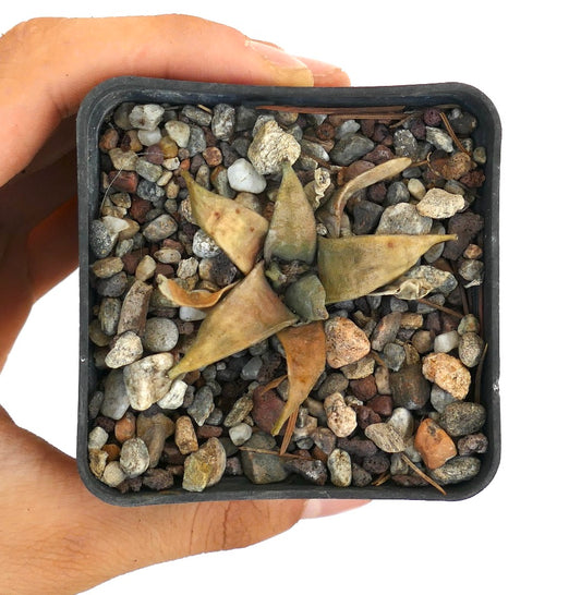 Ariocarpus retusus succulent cactus with thick, triangular, textured leaves in rocky soil