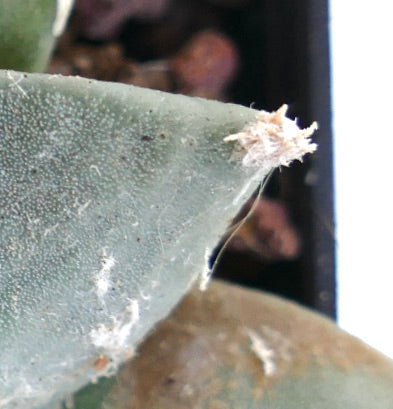 Ariocarpus retusus x Ariocarpus retusus cv FRUMUDOSU rare succulent cactus with textured gray-green tubercles and white woolly areoles