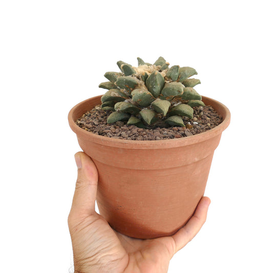 Ariocarpus retusus succulent cactus with thick green tubercles in terracotta pot held by hand