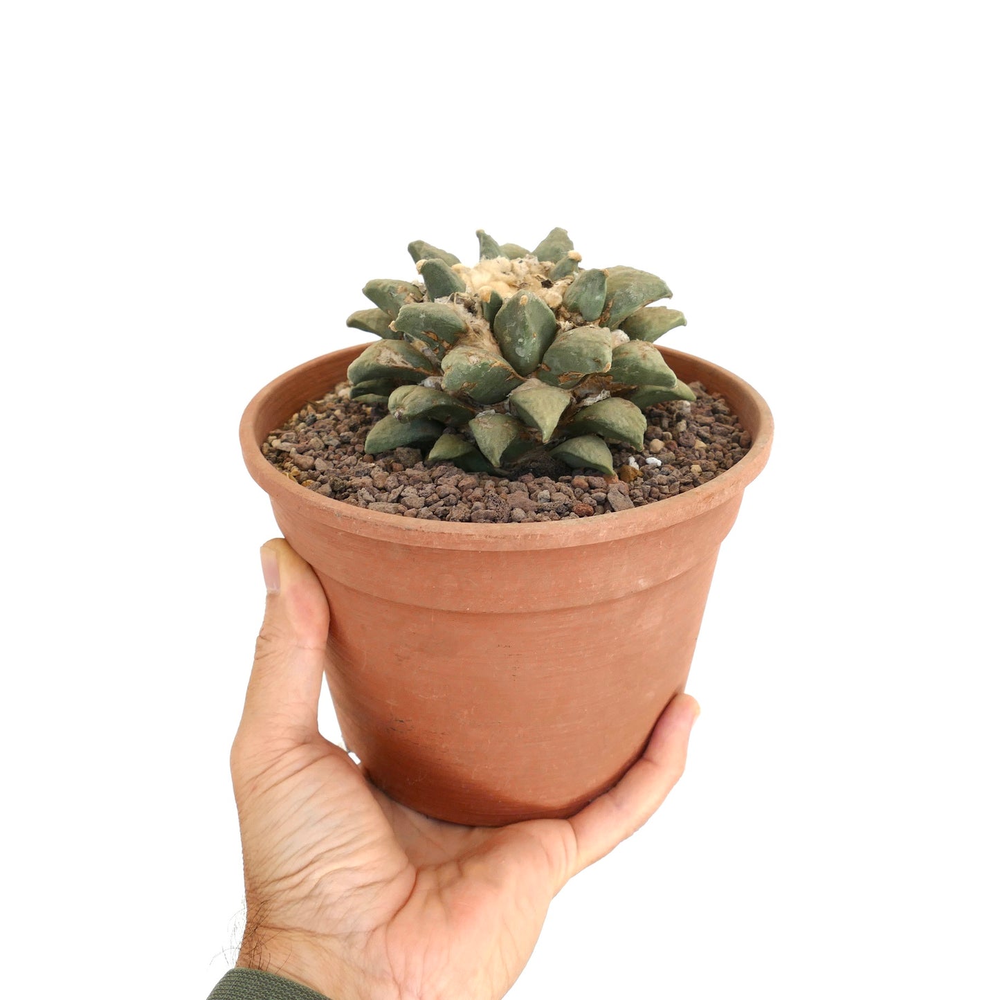 กระบองเพชรอาริโอคาร์ปัส รีตูซัส ต้นหนามอวบน้ำมีตุ่มเนื้อหนาสีเขียวในกระถางดินเผา