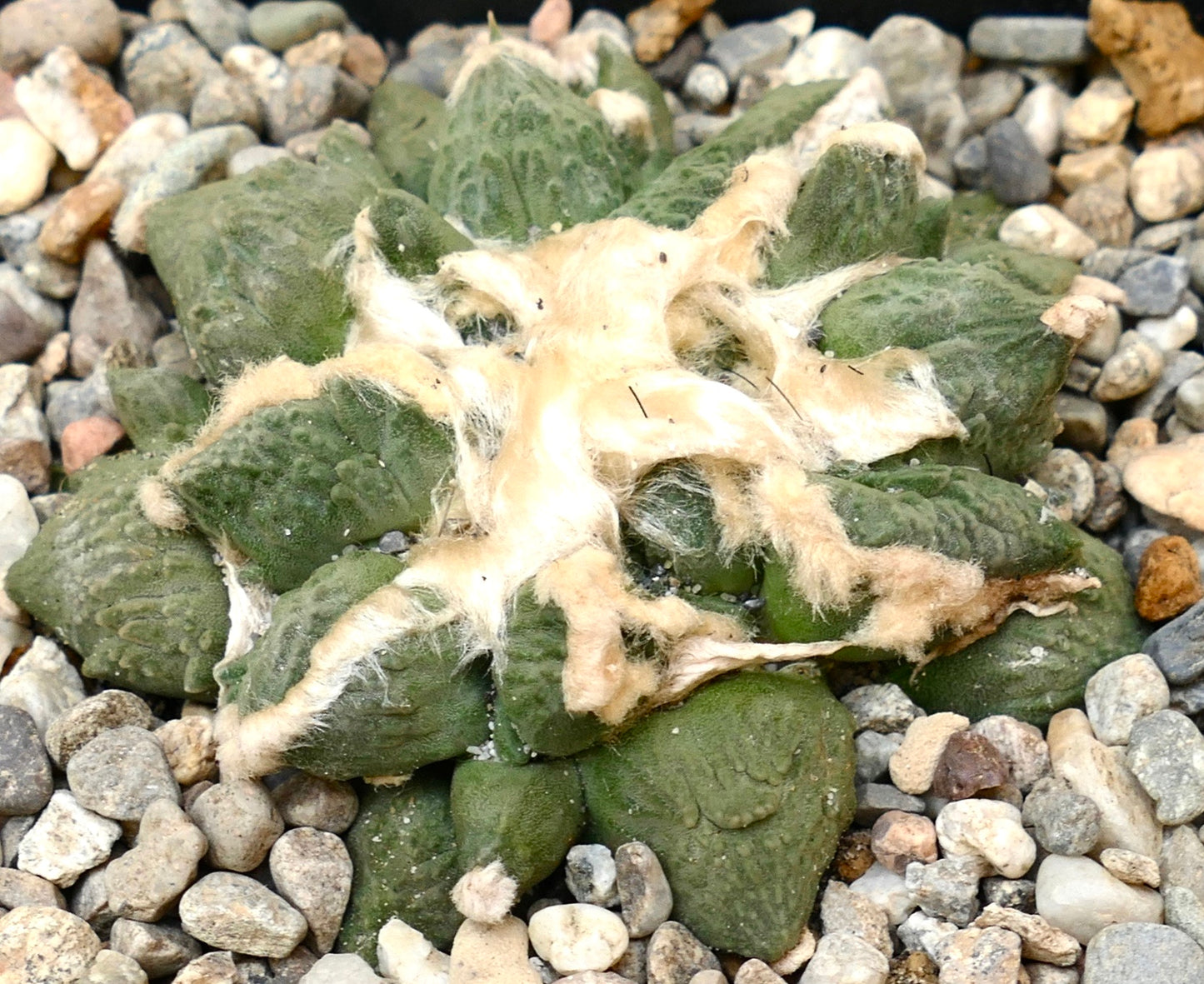Ariocarpus retusus x fissuratus cv. 'CAULIFLOWER' SEEDS