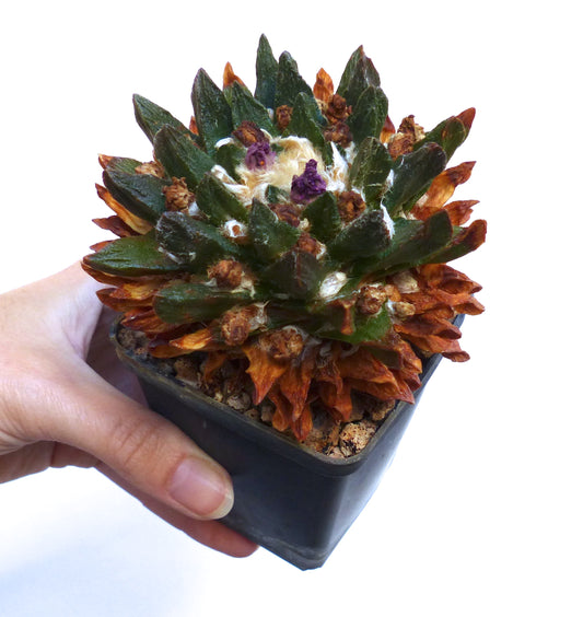 Ariocarpus scapharostrus rare succulent cactus with green and brown textured tubercles and purple flower buds