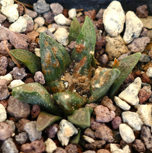 Ariocarpus scapharostrus X Ariocarpus retusus cv CAULIFLOWER rare succulent cactus with textured green tubercles and brown spots