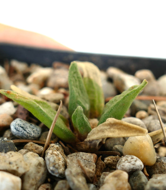 Ariocarpus scapharostrus X retusus cv CAULIFLOWER small succulent cactus with fuzzy green leaves on rocky soil