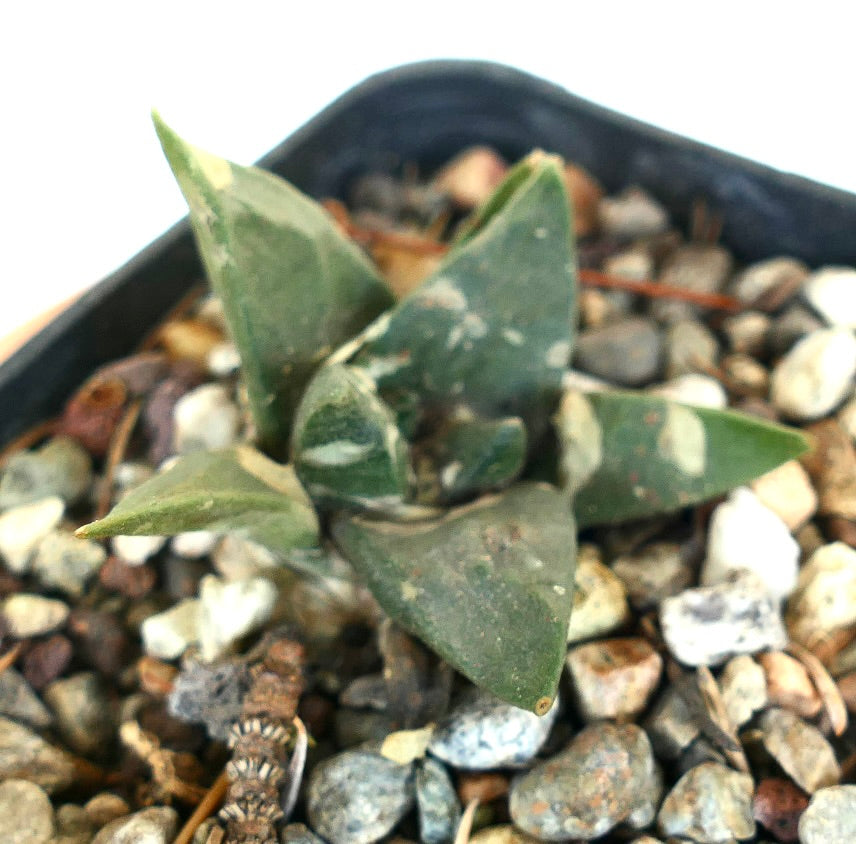 Ariocarpus trigonus small succulent cactus with triangular green leaves and white spots
