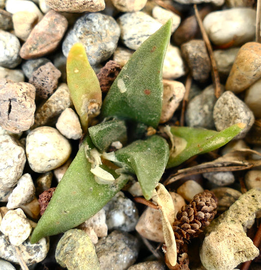 Ariocarpus trigonus small succulent cactus with triangular green leaves on rocky soil