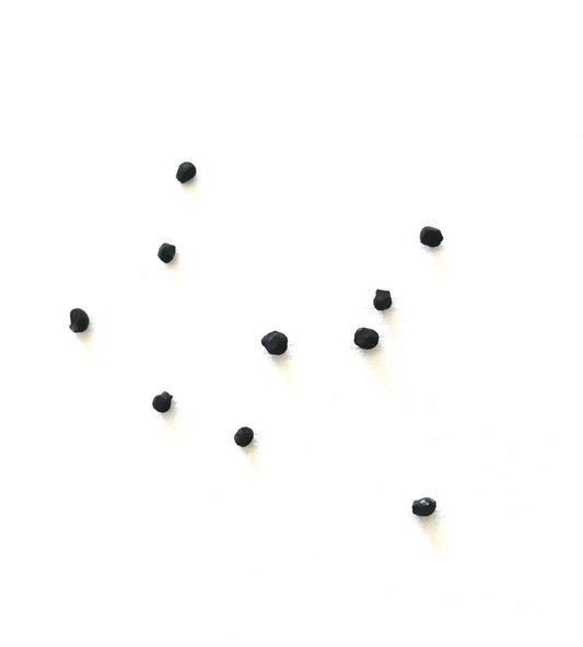 アリオカルプス・トリゴヌス サボテンの種が白い背景に散らばっている