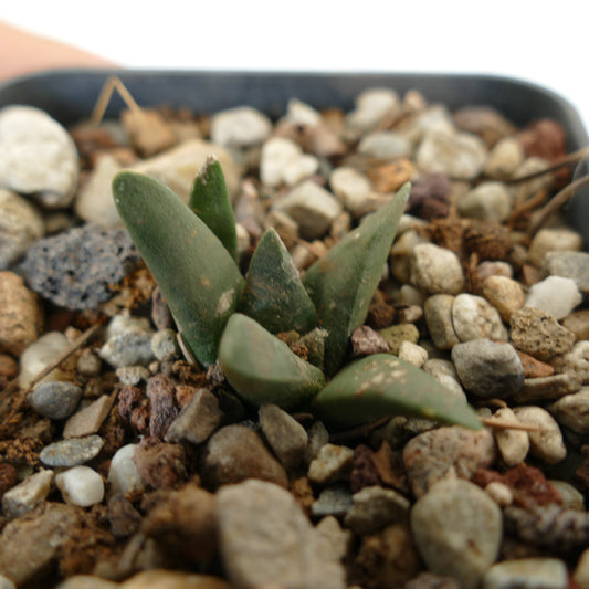 Ariocarpus retusus X Ariocarpus trigonus small succulent cactus with thick green triangular leaves and rough texture