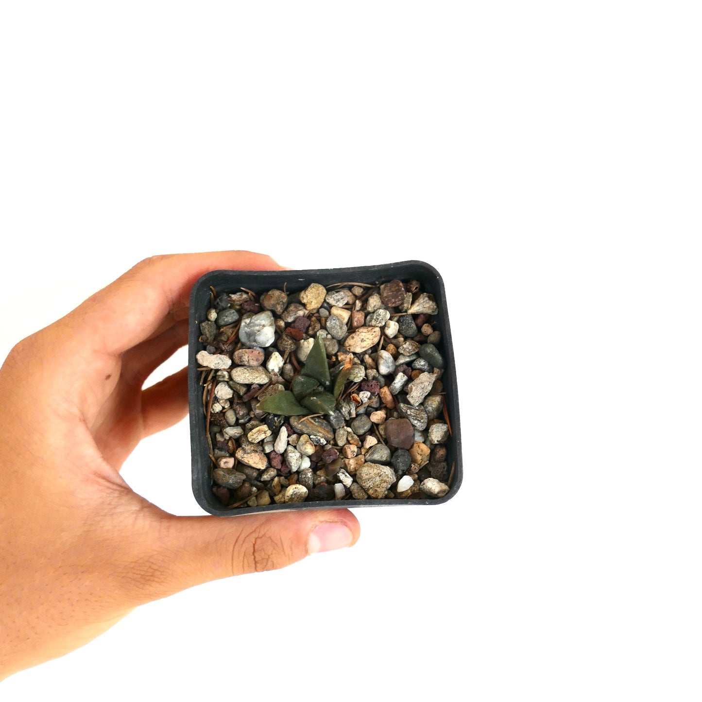 Ariocarpus retusus X Ariocarpus trigonus liten mørkegrønn sukkulent kaktus med trekantede blader