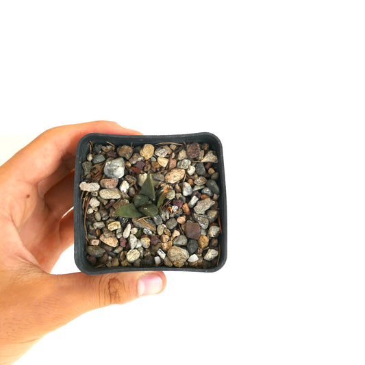 Ariocarpus retusus X Ariocarpus trigonus small succulent cactus with dark green triangular tubercles in gravel