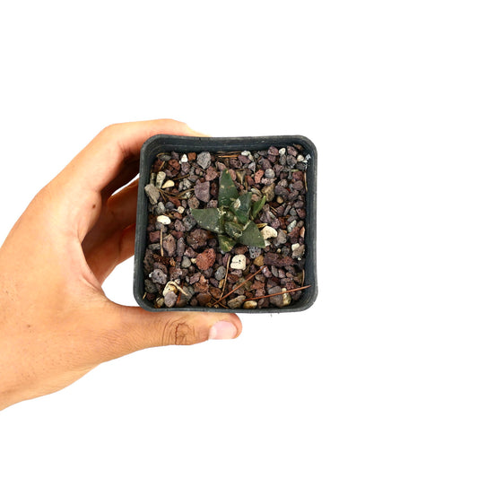 Ariocarpus retusus X Ariocarpus trigonus small succulent cactus with dark green textured leaves in pot