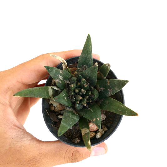 Ariocarpus trigonus X kotschoubeyanus X retusus MONSTRUOSUS rare dark green succulent cactus with thick textured leaves