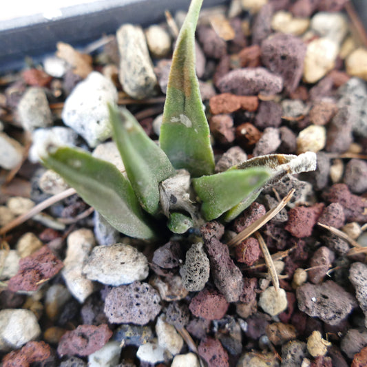 Ariocarpus trigonus X kotschoubeyanus small rare succulent cactus with thick green leaves and textured surface