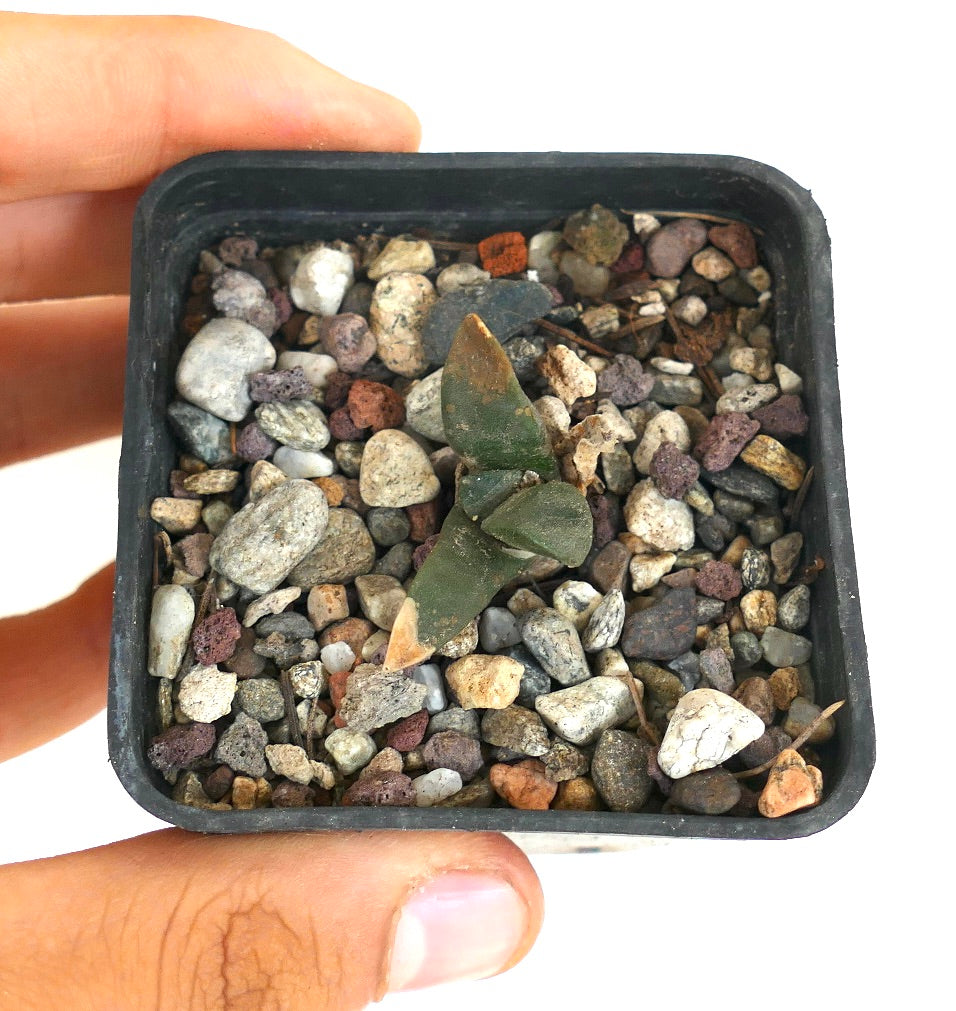 Ariocarpus retusus X Ariocarpus trigonus liten sukkulent kaktus med tykke grønne trekantede blader i grus