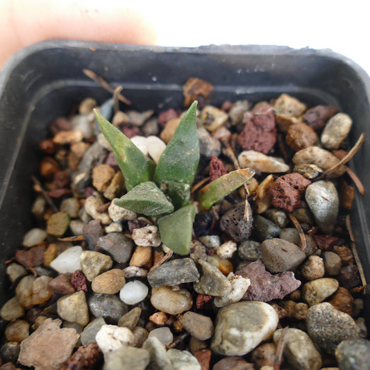 Ariocarpus retusus X Ariocarpus trigonus small succulent cactus with thick green triangular leaves in rocky soil