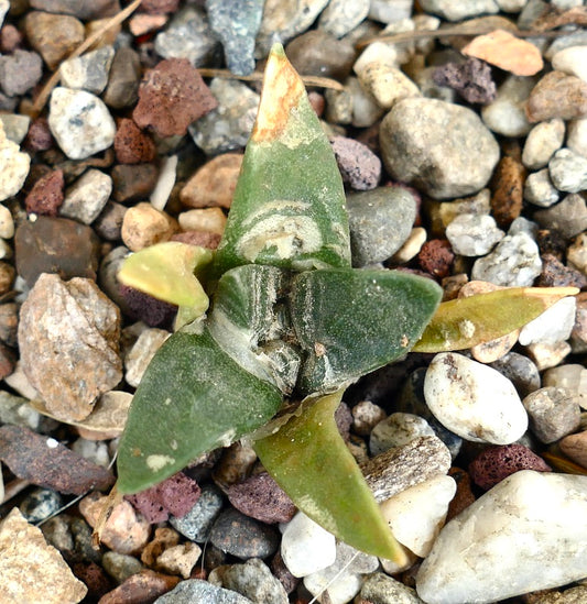 Ariocarpus retusus X Ariocarpus trigonus small succulent cactus with thick triangular leaves and mottled texture