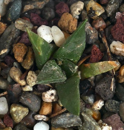 Ariocarpus retusus X Ariocarpus trigonus liten grønn sukkulent kaktus med trekantede blader og teksturert overflate