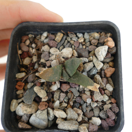 Ariocarpus retusus X Ariocarpus trigonus small succulent cactus with triangular green tubercles in rocky soil