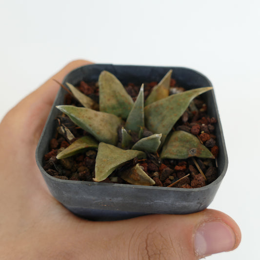 Ariocarpus trigonus small succulent cactus with thick triangular greenish-brown leaves in pot