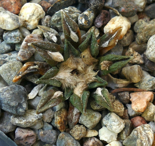 Ariocarpus kotschoubeyanus var. sladkovskyi rare small succulent cactus with woolly center and green-brown tubercles