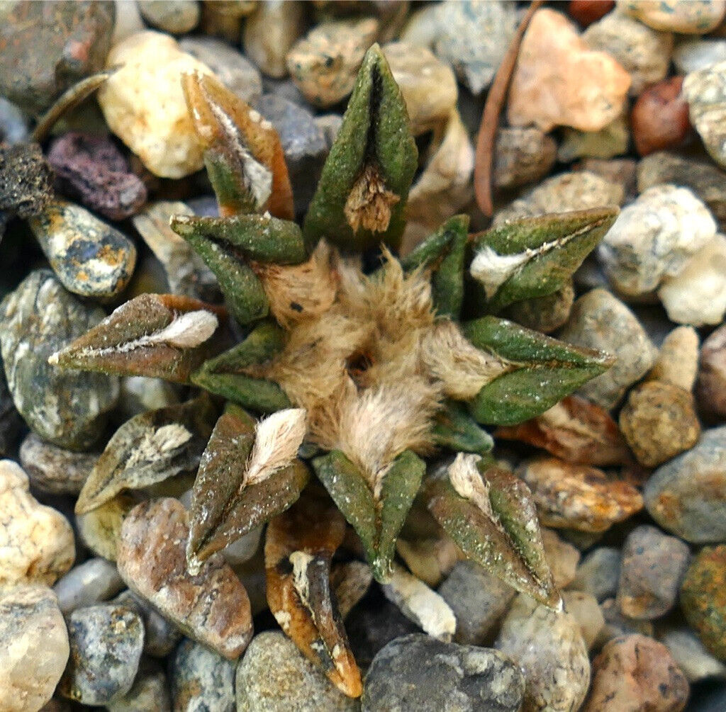 Ariocarpus kotschoubeyanus var. sladkovskyi raro cactus succulento con centro lanuginoso e tubercoli triangolari