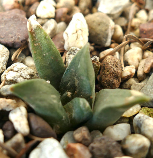 Arioocarpus retusus X Ariocarpus trigonus small succulent cactus with thick green leaves and rough texture