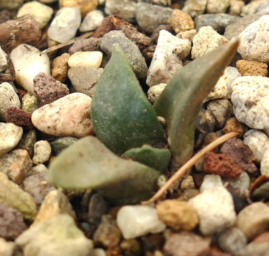 Arioocarpus retusus X Ariocarpus trigonus small succulent cactus with thick green leaves and rocky soil
