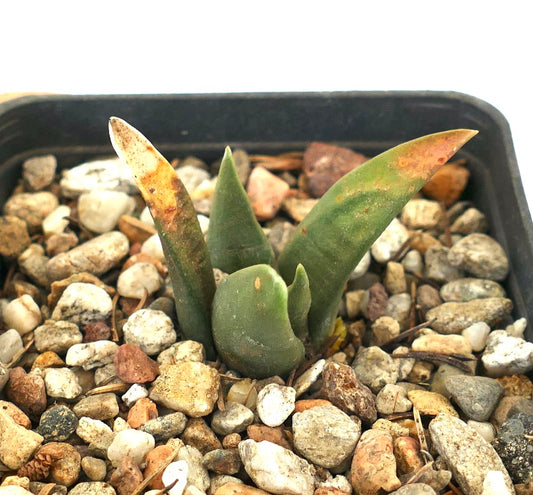 Arioocarpus retusus X Ariocarpus trigonus small succulent cactus with thick green leaves and rocky soil