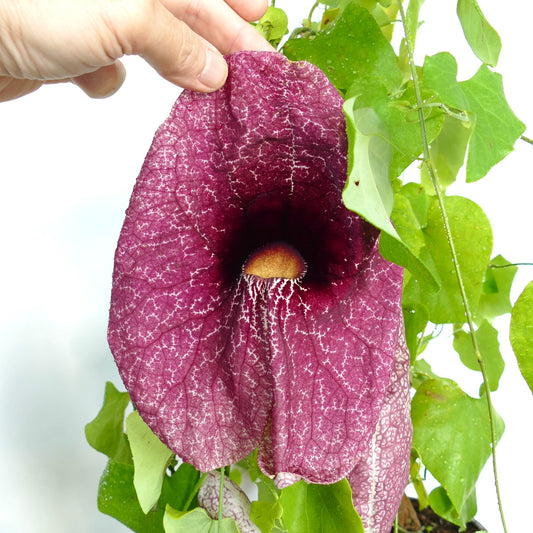 Aristolochia gigantea large deep purple veined flower with green heart-shaped leaves