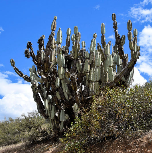 Armatocereus mataranus large succulent cactus with tall segmented stems and dark spines outdoors