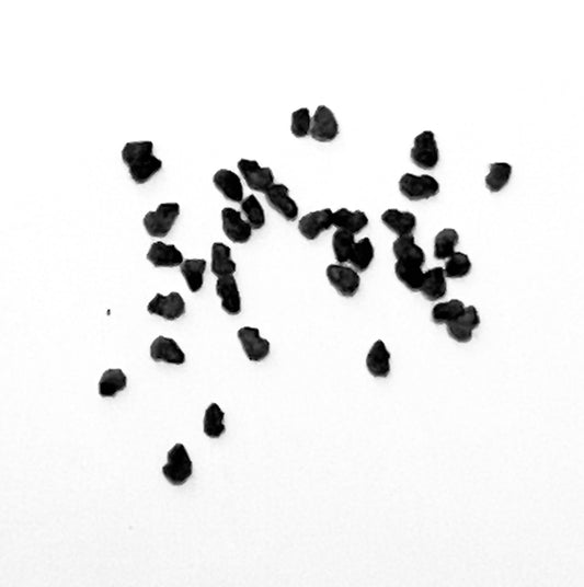 Armatocereus laetus small black cactus seeds on white background