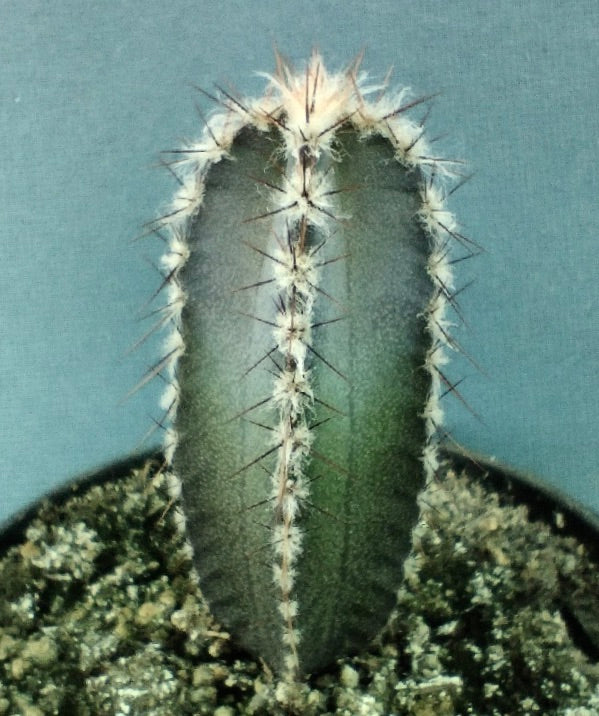 Armatocereus mataralensis zeldzame succulent cactus met een lange groene geribbelde stam en scherpe stekels