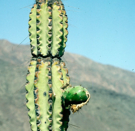Armatocereus procerus tall columnar cactus with ribbed green stems and sparse spines