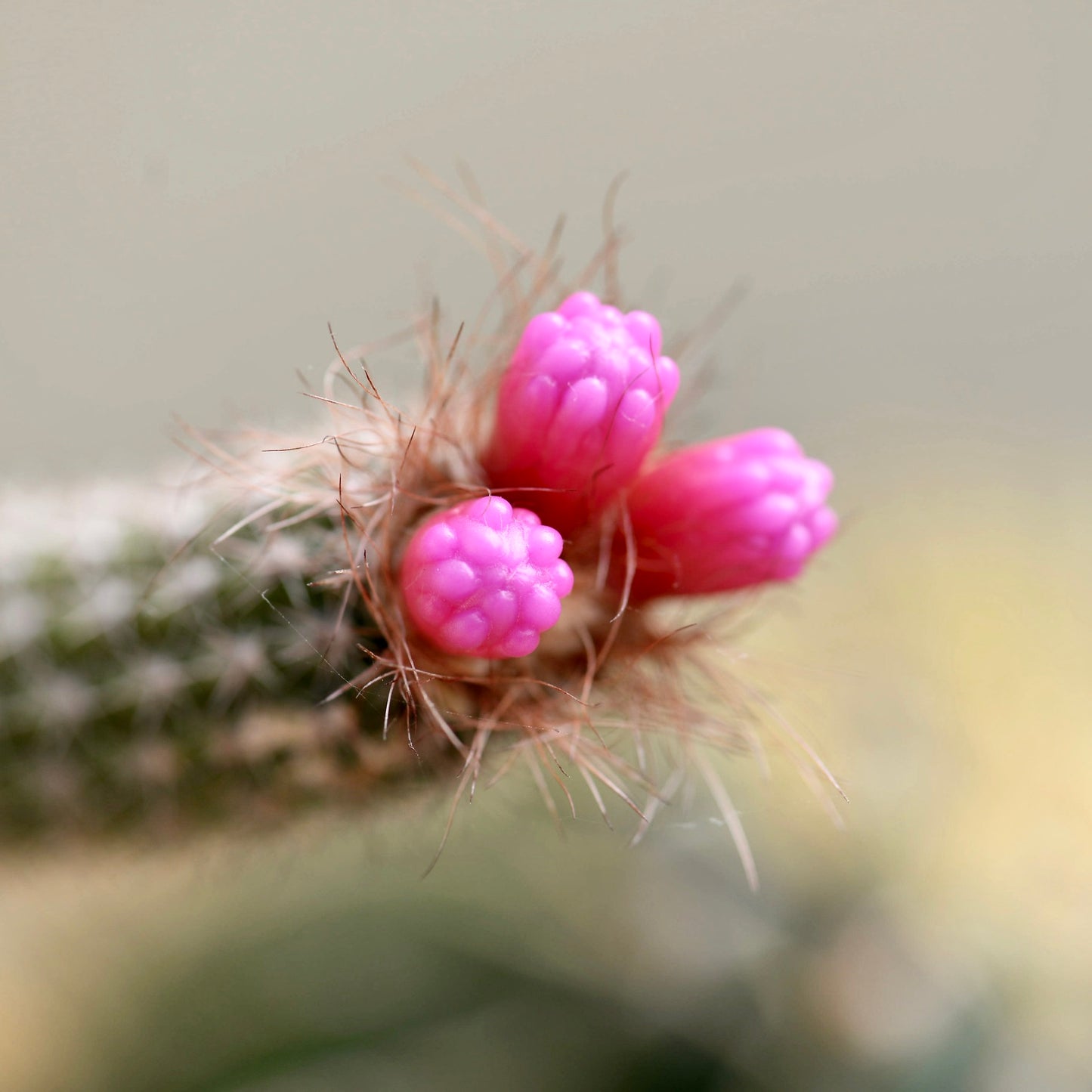 Arrojadoa aureispina cactus with vibrant pink flower buds and fine spines close-up