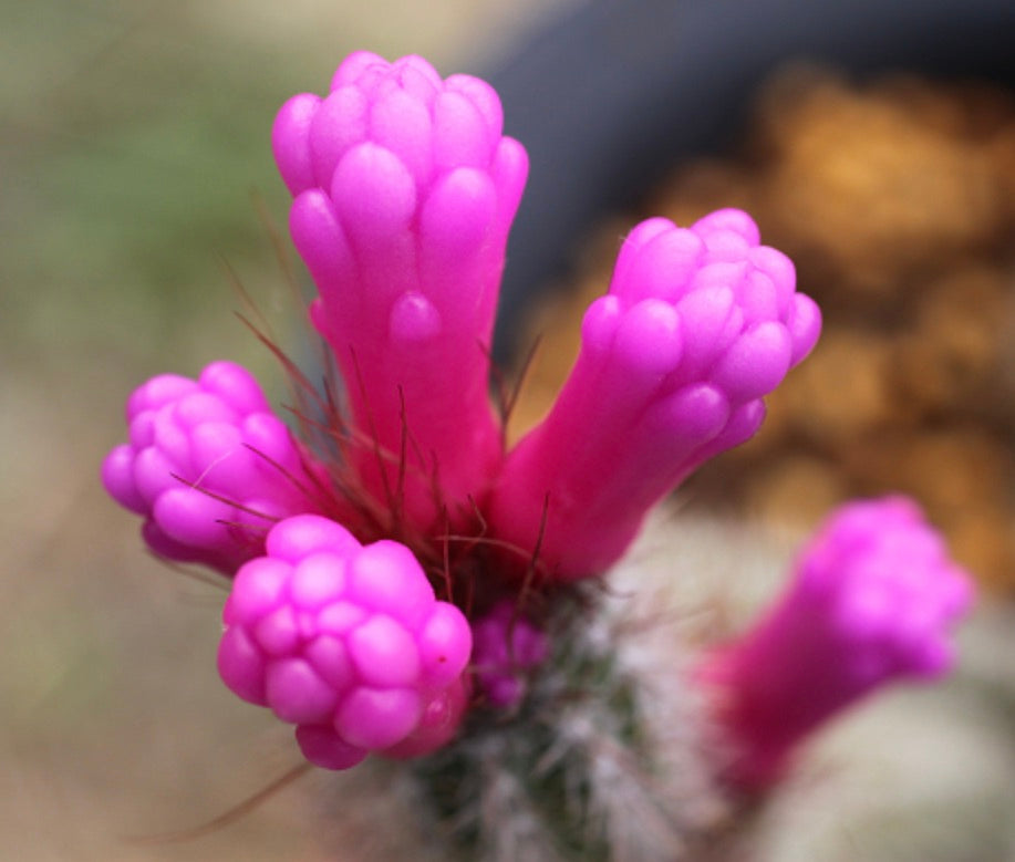 Arrojadoa reflexa vibrant pink tubular succulent cactus flowers with spiny base close-up