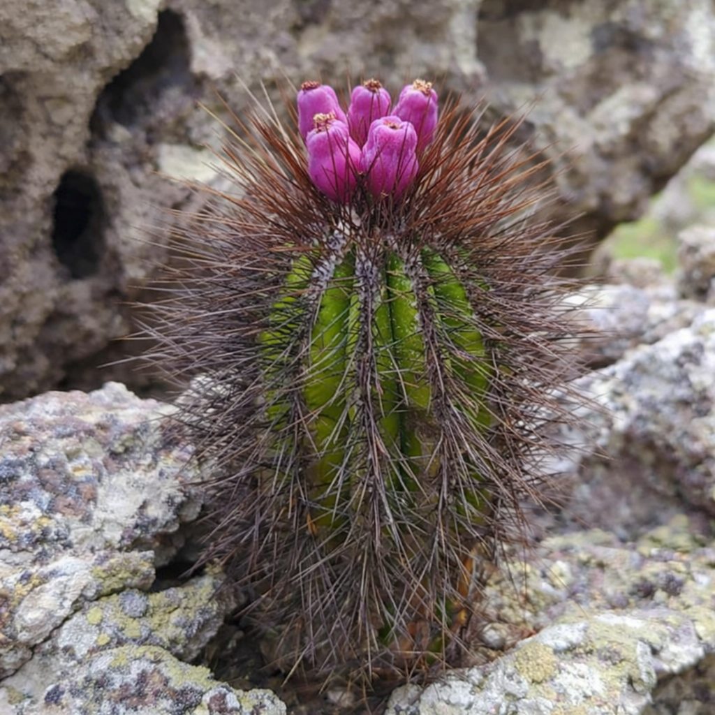 아로하다 바히엔시스 작은 녹색 선인장, 빽빽한 갈색 가시와 활기찬 분홍색 꽃이 피어나는 모습