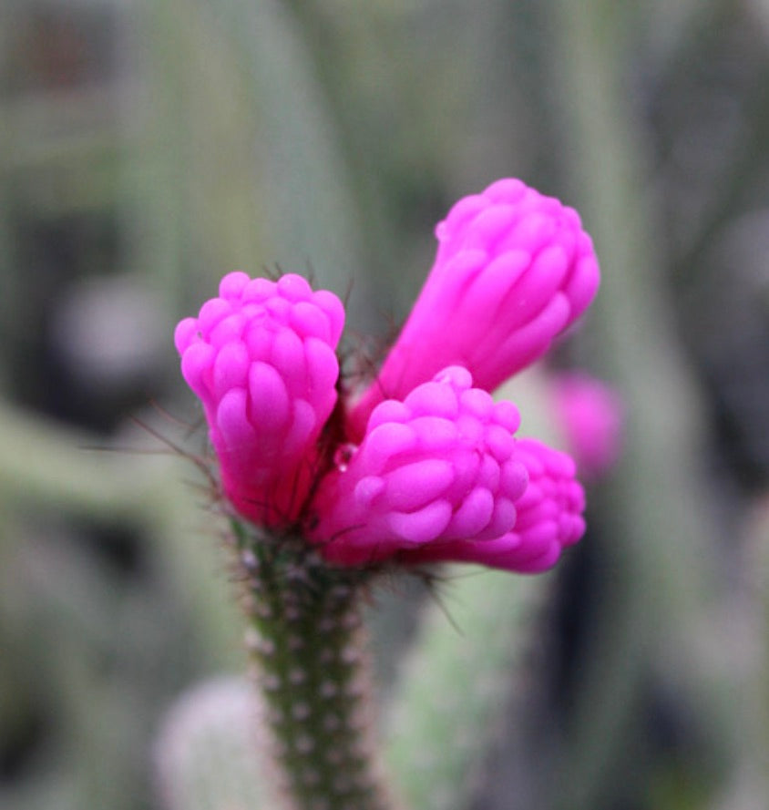 Arrojadoa reflexa cactus with vibrant pink clustered tubular flowers and spiny stem
