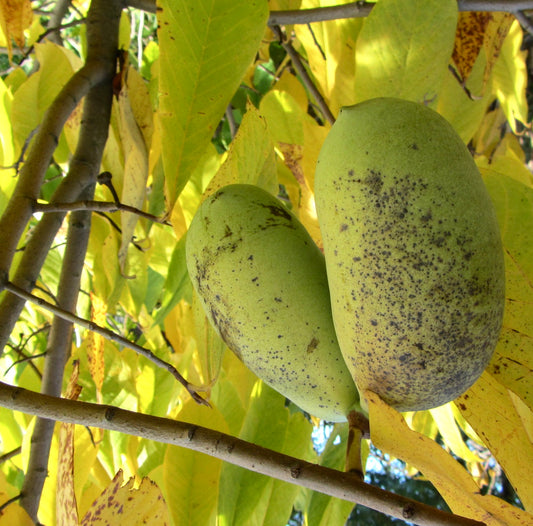 Asimina triloba fruit hanging on tree with large yellow leaves in autumn