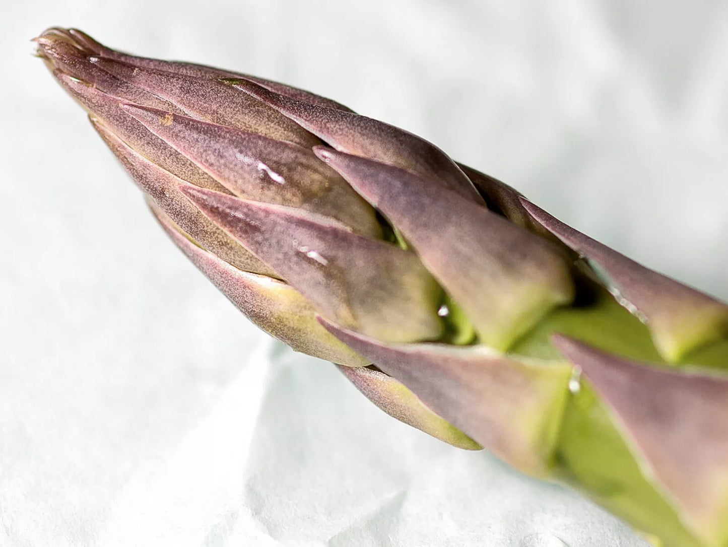 Asparagus officinalis 'Asparagus d'Argenteul' fresh purple-tipped edible spear close-up