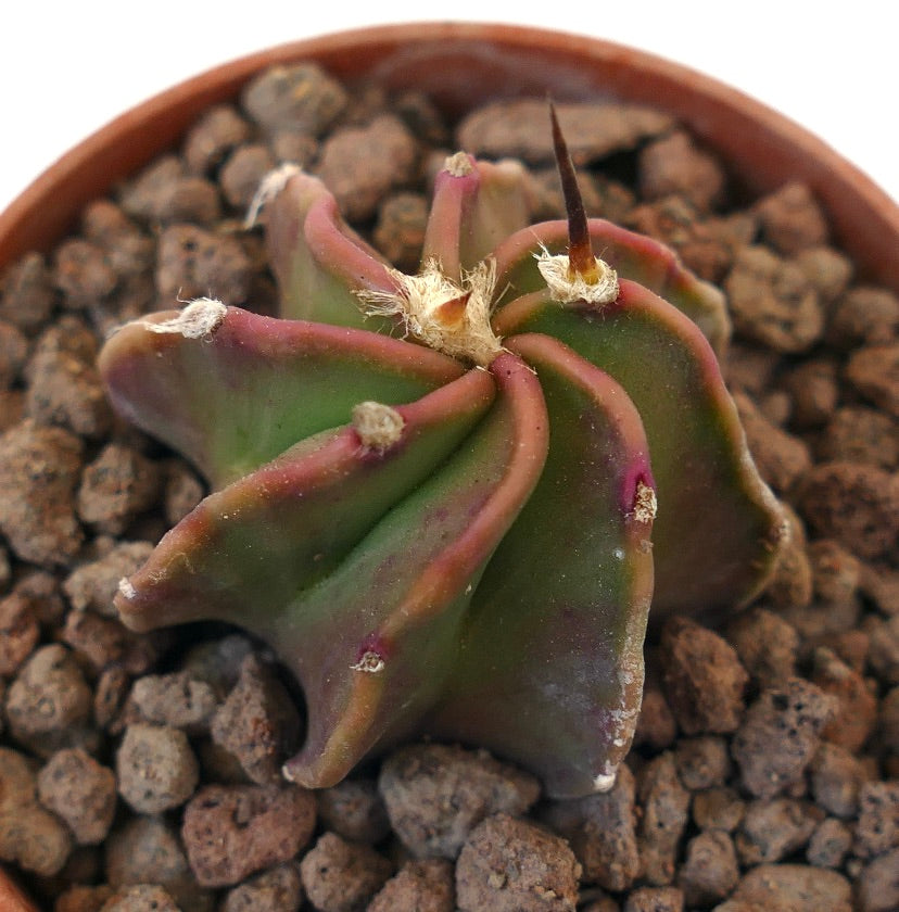 Astrophytum buffalo rare succulent cactus seedling with ribbed green and purple body