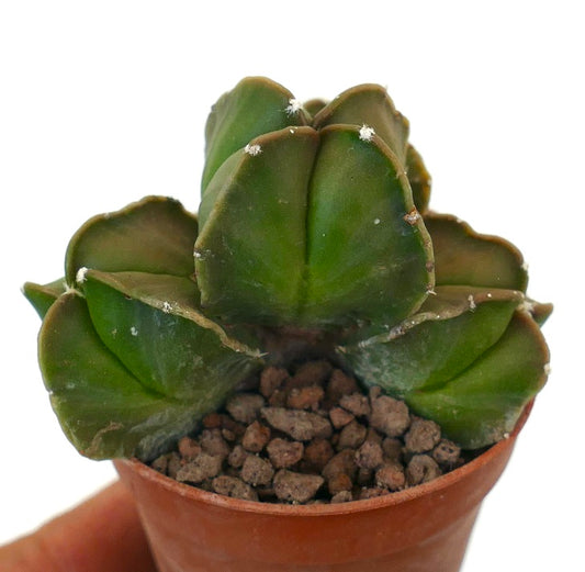 Astrophytum NUDUM succulent cactus with multiple thick green heads and small white areoles