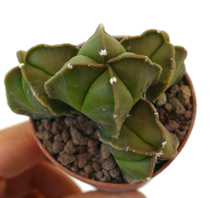 Cactus succulento Astrophytum NUDUM con molteplici teste verdi a forma di stella e areole bianche